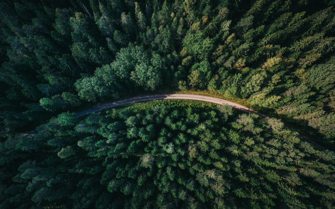 PhD studentship on Sustainable Forest Transitions